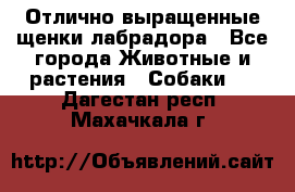 Отлично выращенные щенки лабрадора - Все города Животные и растения » Собаки   . Дагестан респ.,Махачкала г.